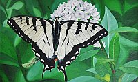 Swallowtail o/c 12 X 20